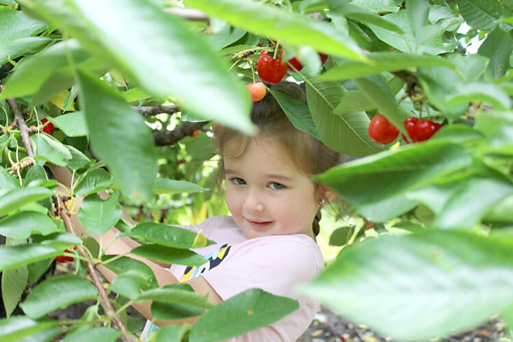 The sweet life: Weather doesn’t dampen spirits at beginning of U-Pick cherry season at Ridgetop Orchards